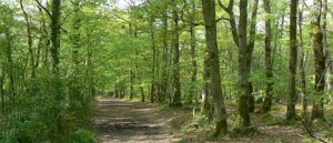 SEMINAIRE DE RENFORCEMENT DE CAPACITE DE L’ANRAC  La promotion de la forêt au cœur du développement local