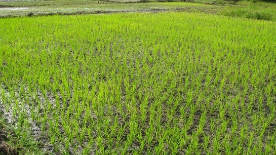 Le PAPIL en ordre de bataille pour la prochaine campagne agricole; le pari du Coordonnateur National sera-t-il gagné?