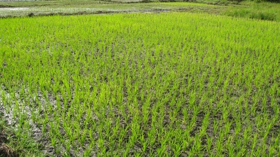 Du riz de contre saison irrigué dans la région de Fatick, du jamais vu et pourtant le PAPIL l'a réussi grâce à la technique du Système de Riziculture Intensive (SRI)