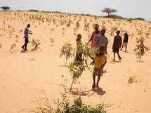 Le Corps de la paix va planter 200.000 arbres dans 200 villages sénégalais