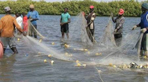 Un millions d’emplois générés par la pêche dans les pays membres de la CSRP (rapport)