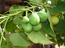 Fruit pour la production de biocarburant