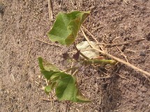 jeune plantation de jatropha