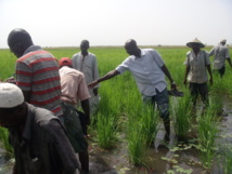 Agriculture irriguée : La stratégie nationale de développement de la petite irrigation locale va s’inspirer du Papil