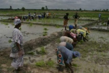 DEVELOPPEMENT DE LA RESILIENCE A LA BASE La Saed prône la cohabitation entre Agrobusiness et Agriculture Familiale