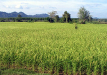 Agriculture : Le FNRAA mise sur la technologie à grande échelle pour impacter la croissance agricole au Sénégal