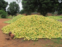 SENEGAL-HORTICULTURE PLUS DE 16 000 TONNES DE MANGUE EXPORTÉES EN 2015