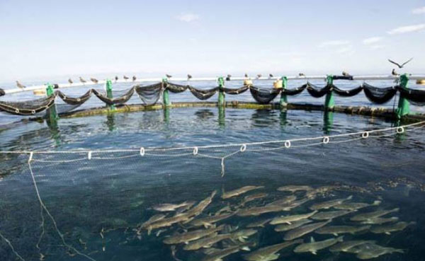 L’AQUACULTURE NE DOIT PAS SE LIMITER À LA PISCICULTURE (RESPONSABLE D’ONG)