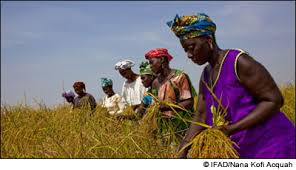 agriculture ivoirienne