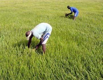 Près de deux milliards de francs CFA de Tokyo pour assister les agriculteurs défavorisés