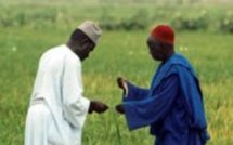 KAOLACK/ RELANCE DES ANCIENNES CULTURES VIVRIERES DANS LE BASSIN ARACHIDIER  L’ISRA visite ses surfaces d’expérimentation