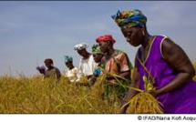 Vers le développement d’un Agropole pour transformer l’agriculture ivoirienne