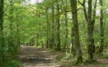 SEMINAIRE DE RENFORCEMENT DE CAPACITE DE L’ANRAC  La promotion de la forêt au cœur du développement local