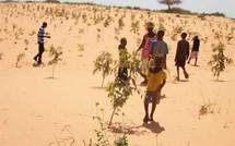 Le Corps de la paix va planter 200.000 arbres dans 200 villages sénégalais