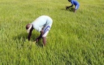 Près de deux milliards de francs CFA de Tokyo pour assister les agriculteurs défavorisés