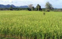 Des producteurs formés au financement des activités agricoles