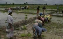 DEVELOPPEMENT DE LA RESILIENCE A LA BASE La Saed prône la cohabitation entre Agrobusiness et Agriculture Familiale