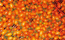 Saint-Louis: seules 46.000 tonnes de tomates enlevées sur un objectif de 75.000 tonnes