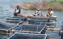 Une mission du PRODAC ( Programme des domaines agricoles communautaires)  à Kédougou